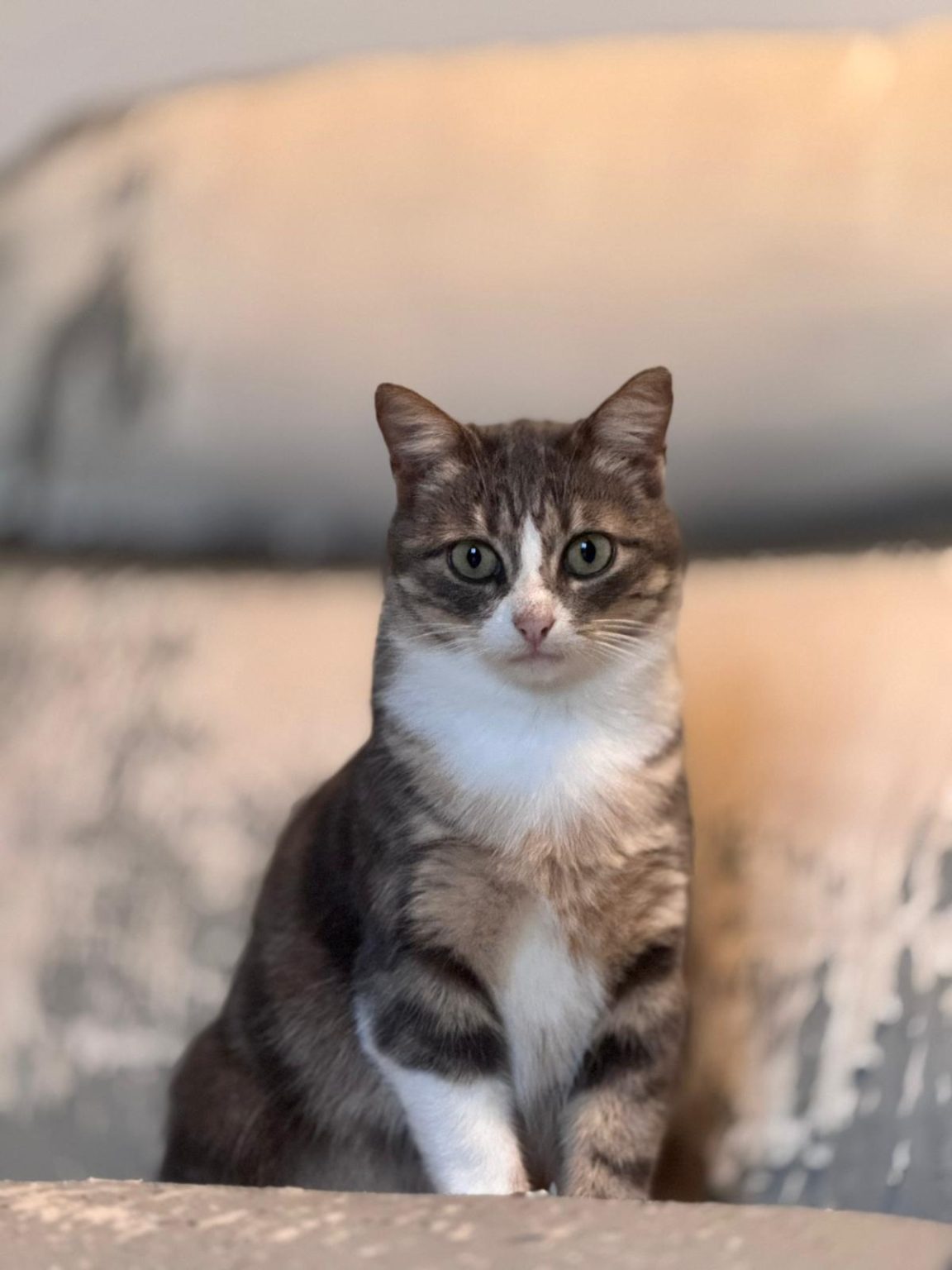 Chat qui nous regarde, relation chien et chats