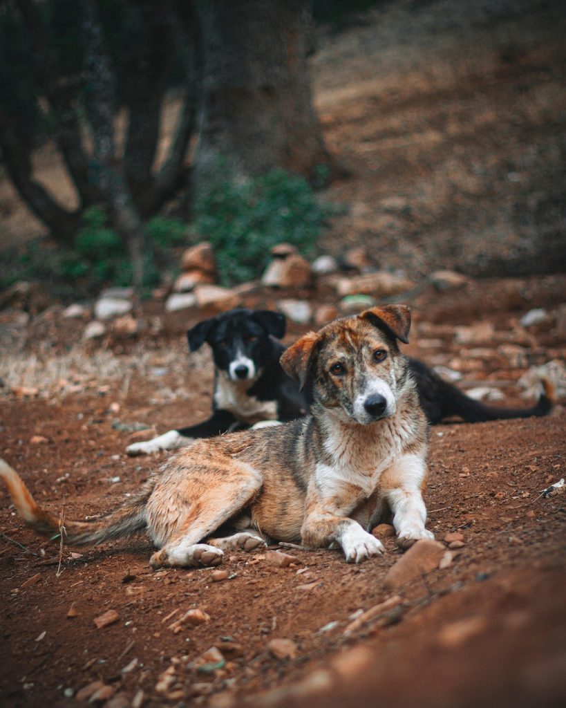 dogs, stray, doglife, mydog, doglove, animal, nature, pet, mammal, husky